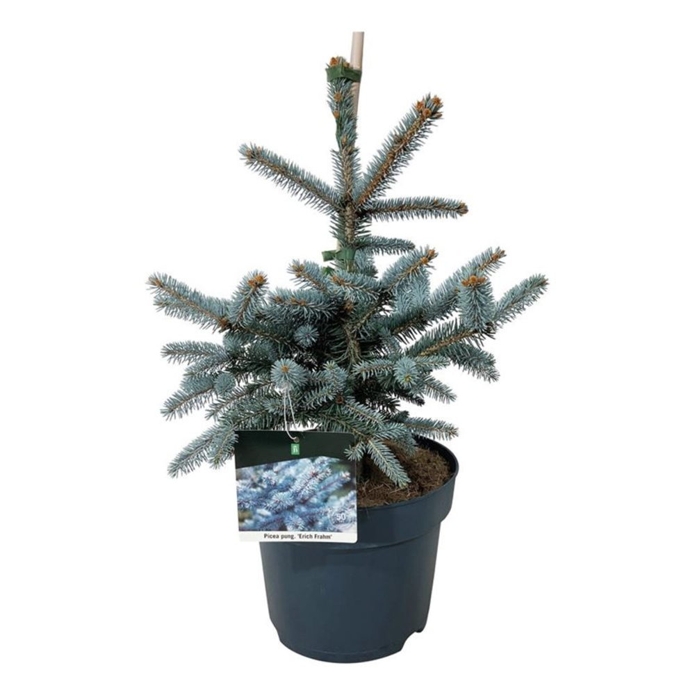 Picea pung. 'Erich Frahm'.