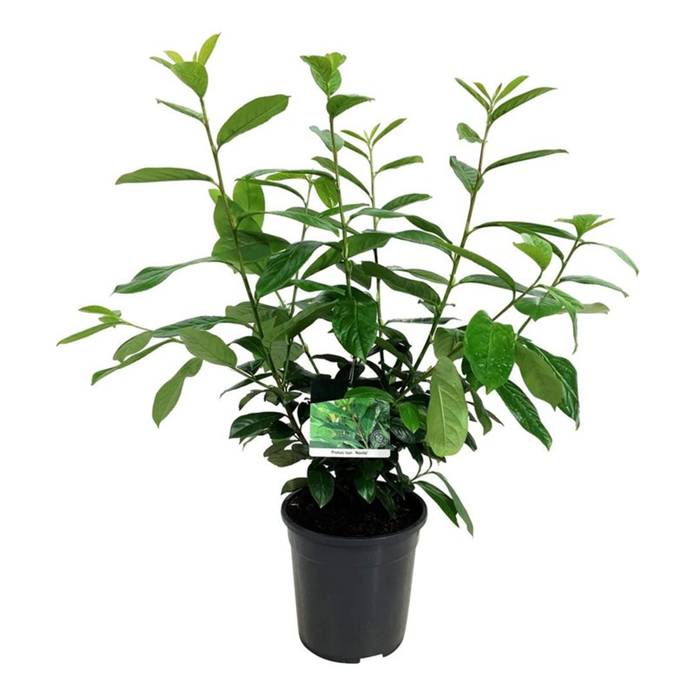 Prunus laur. 'Novita'.