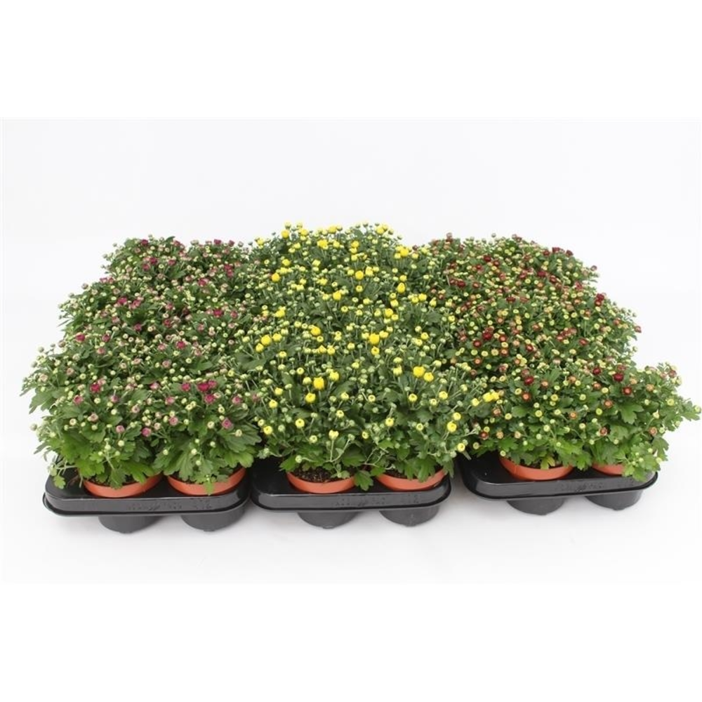 Chrysanthemum Gardenmum Mix Layer.