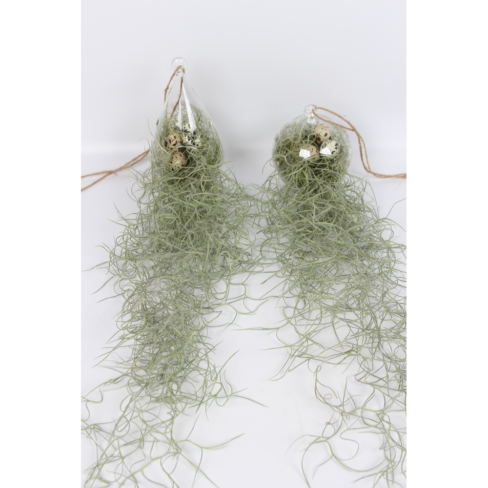 Tillandsia in ovaal en bol glas.