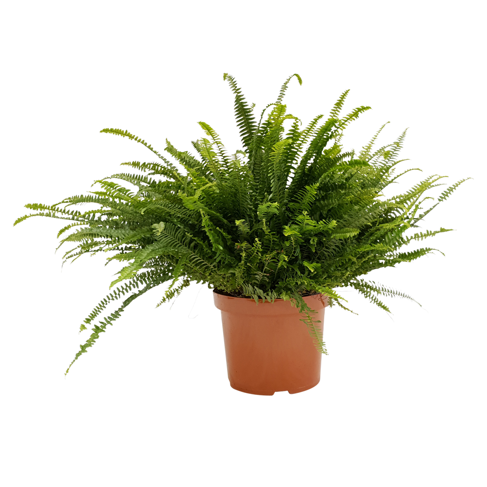 Nephrolepis Green Lady.