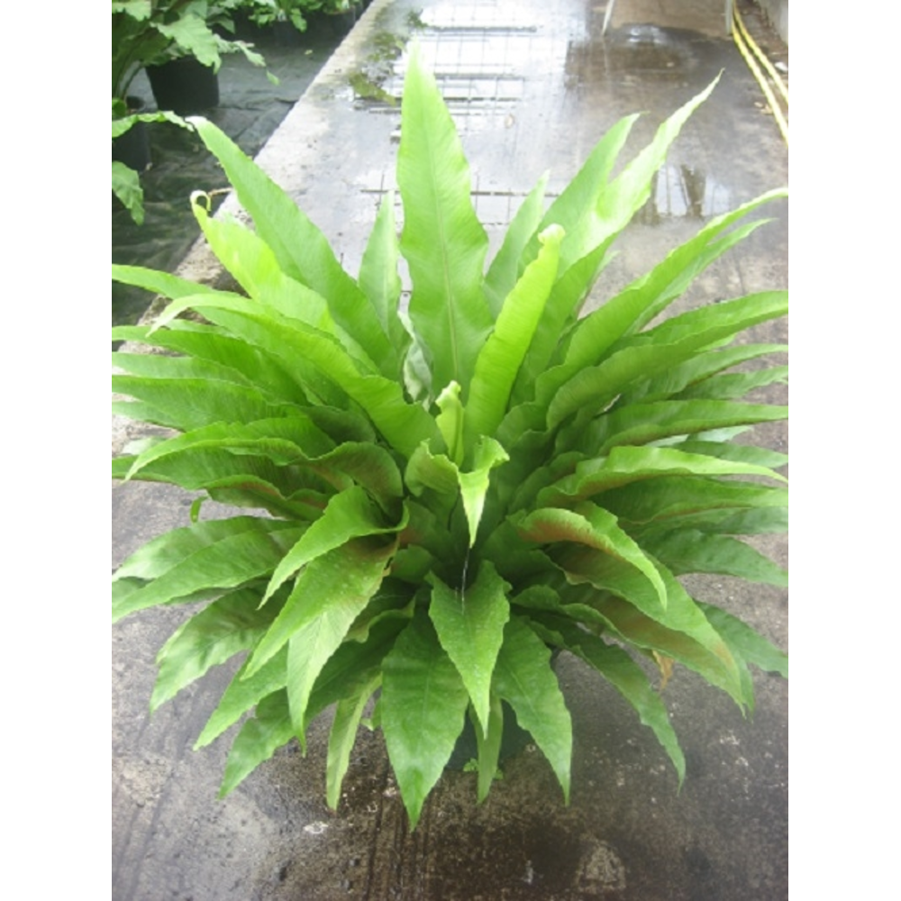 Asplenium gemengd.