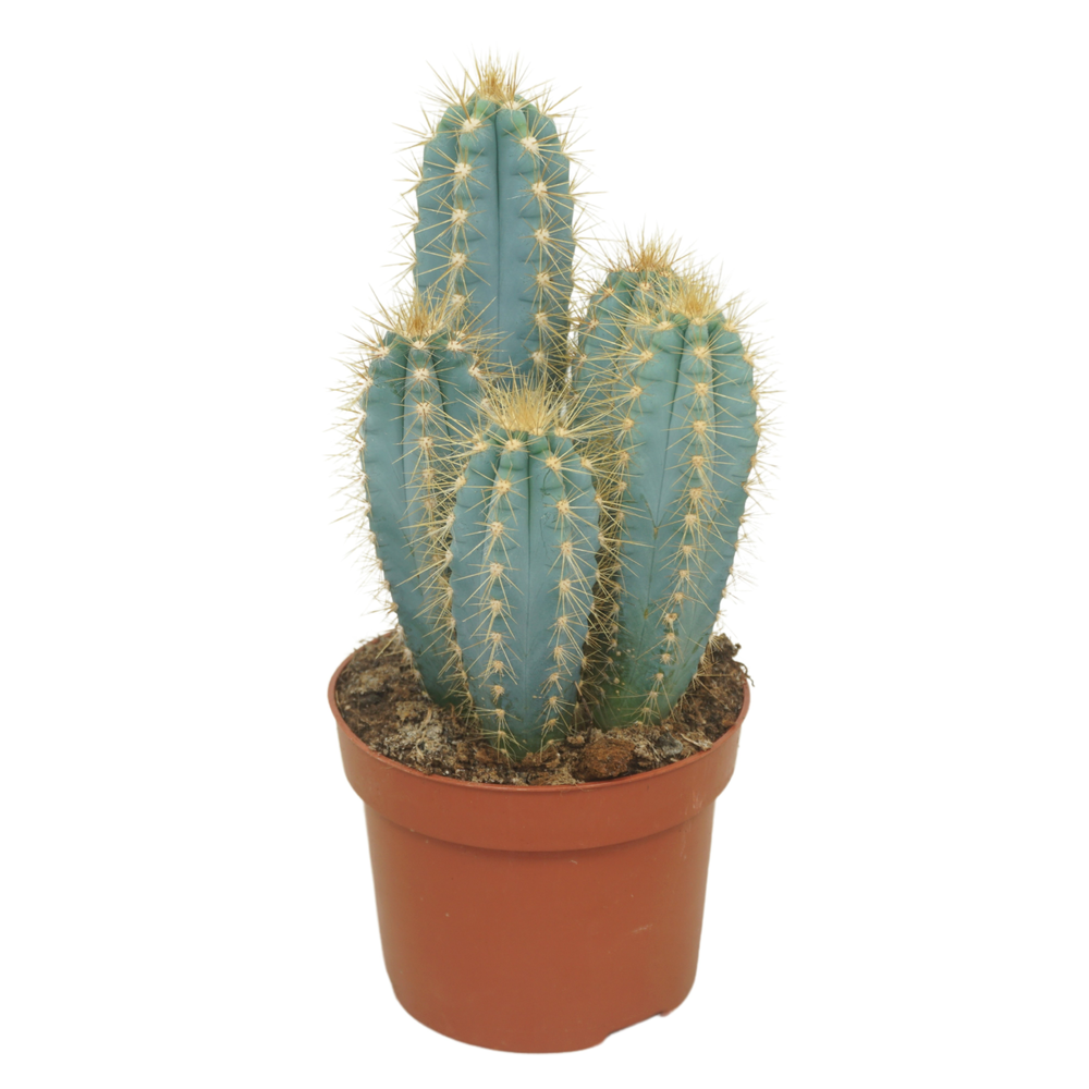 Pilosocereus azureus 12 cm.