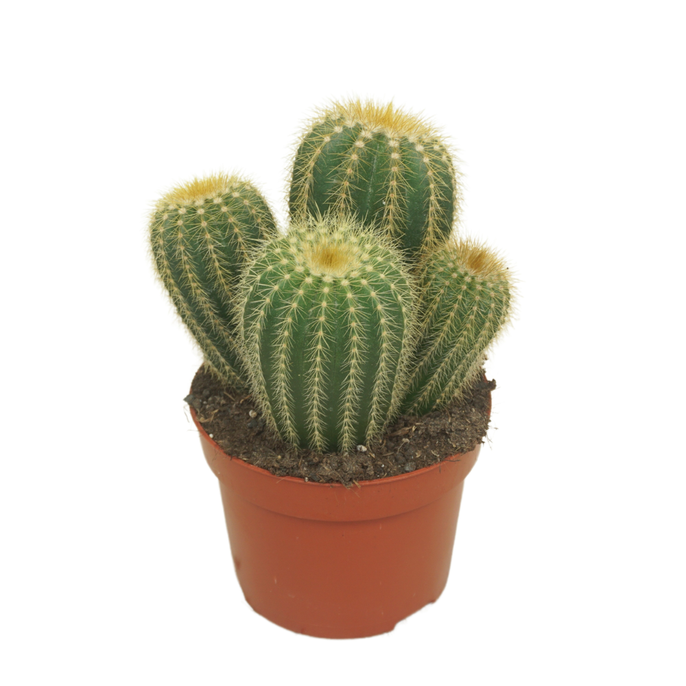 Eriocactus warasii 12 cm.