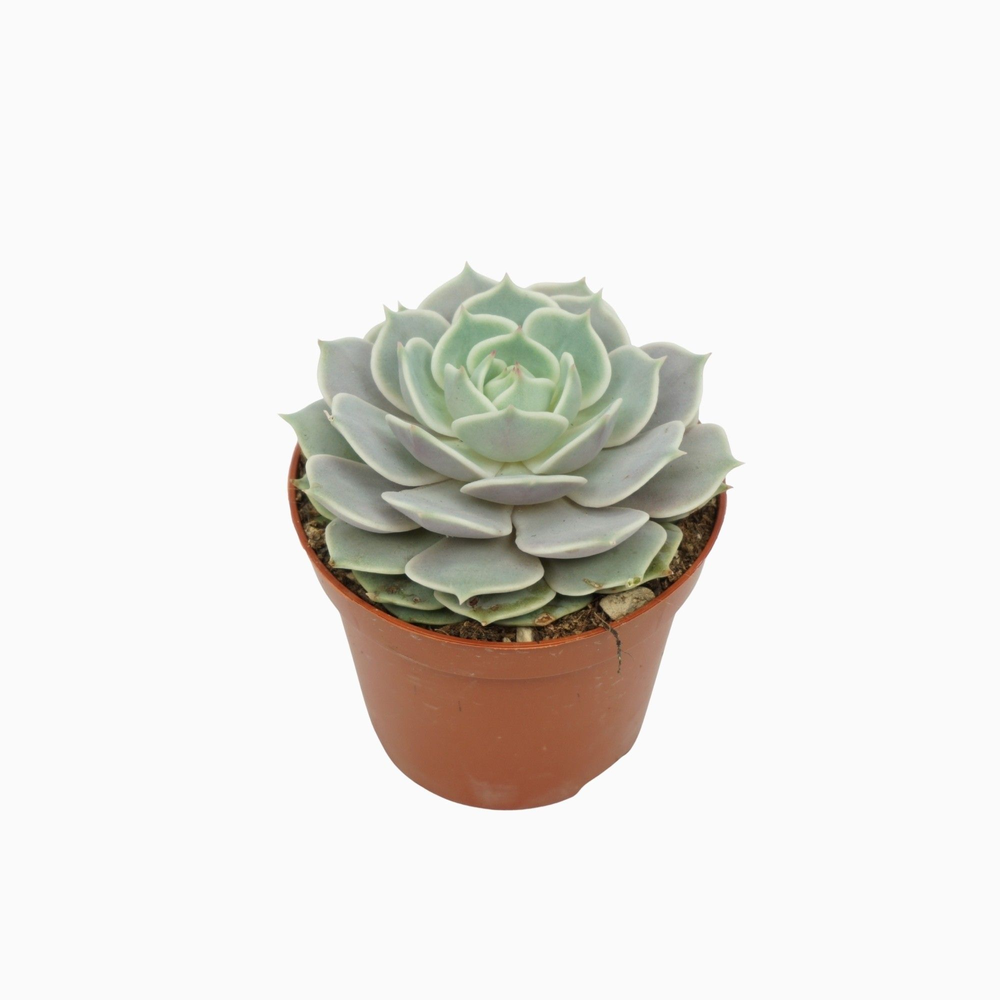 Echeveria lola 8,5 cm.