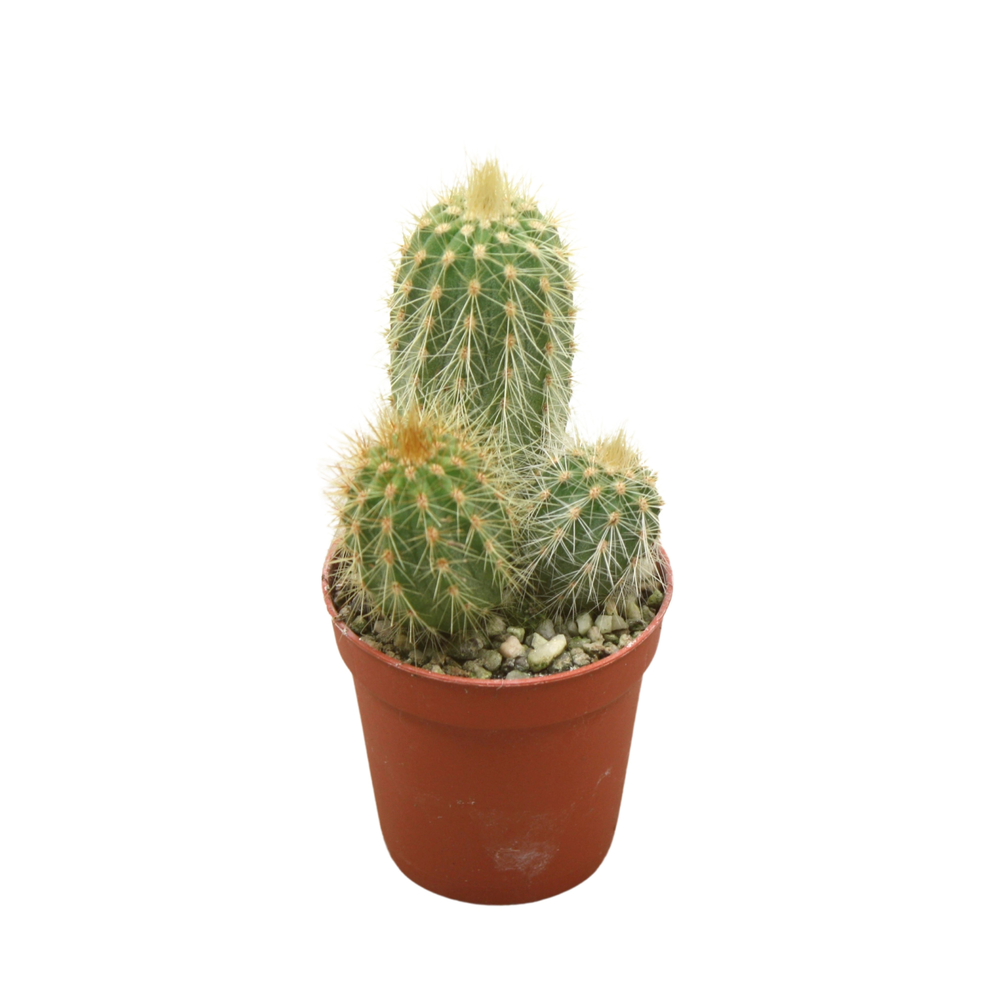 Vatricania guentherii 5,5 cm.