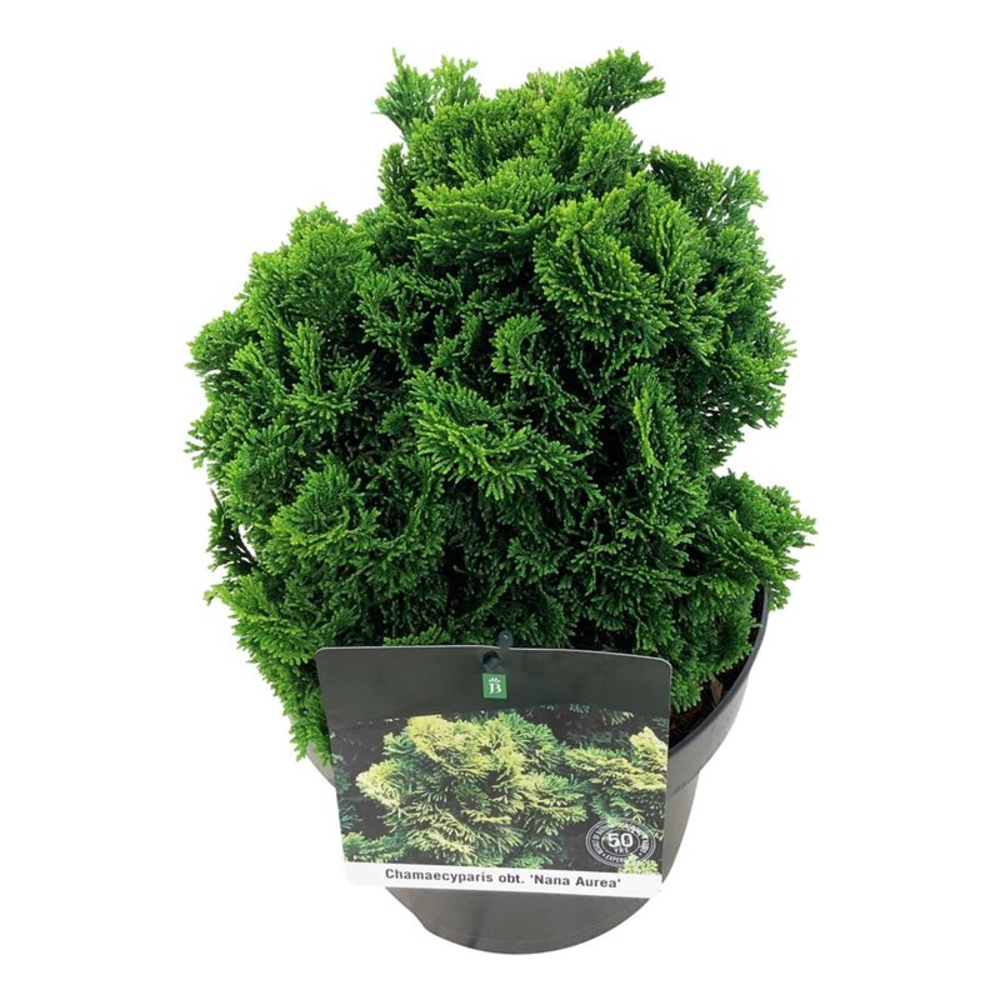 Chamaecyparis o. 'Nana Aurea'.