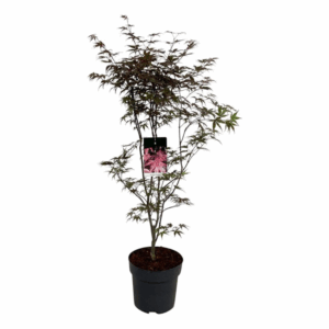 Acer pal. 'Bloodgood'.