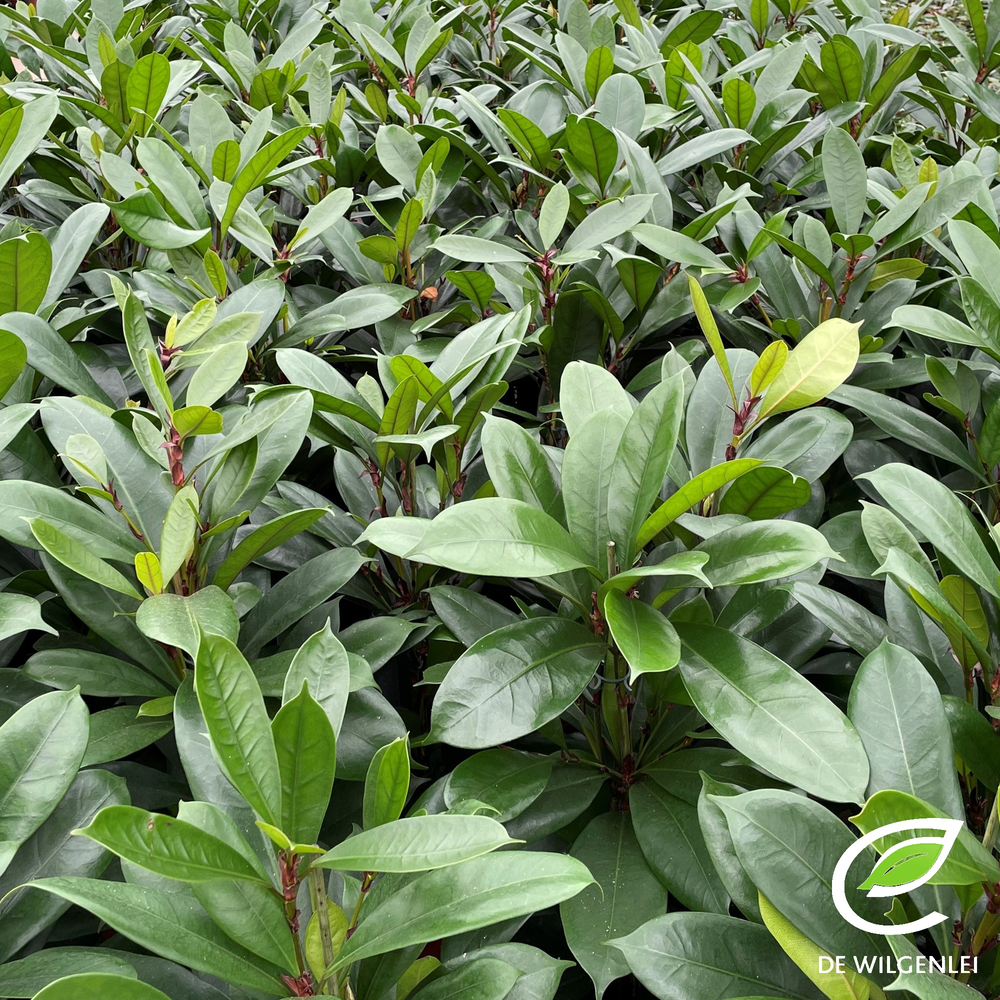 Ficus cyathistipula p21.
