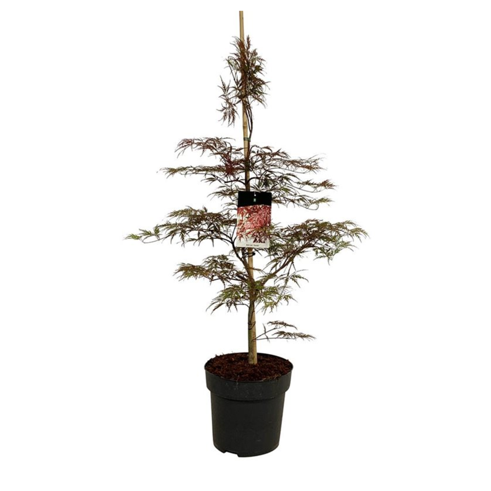 Acer pal. 'Garnet'.