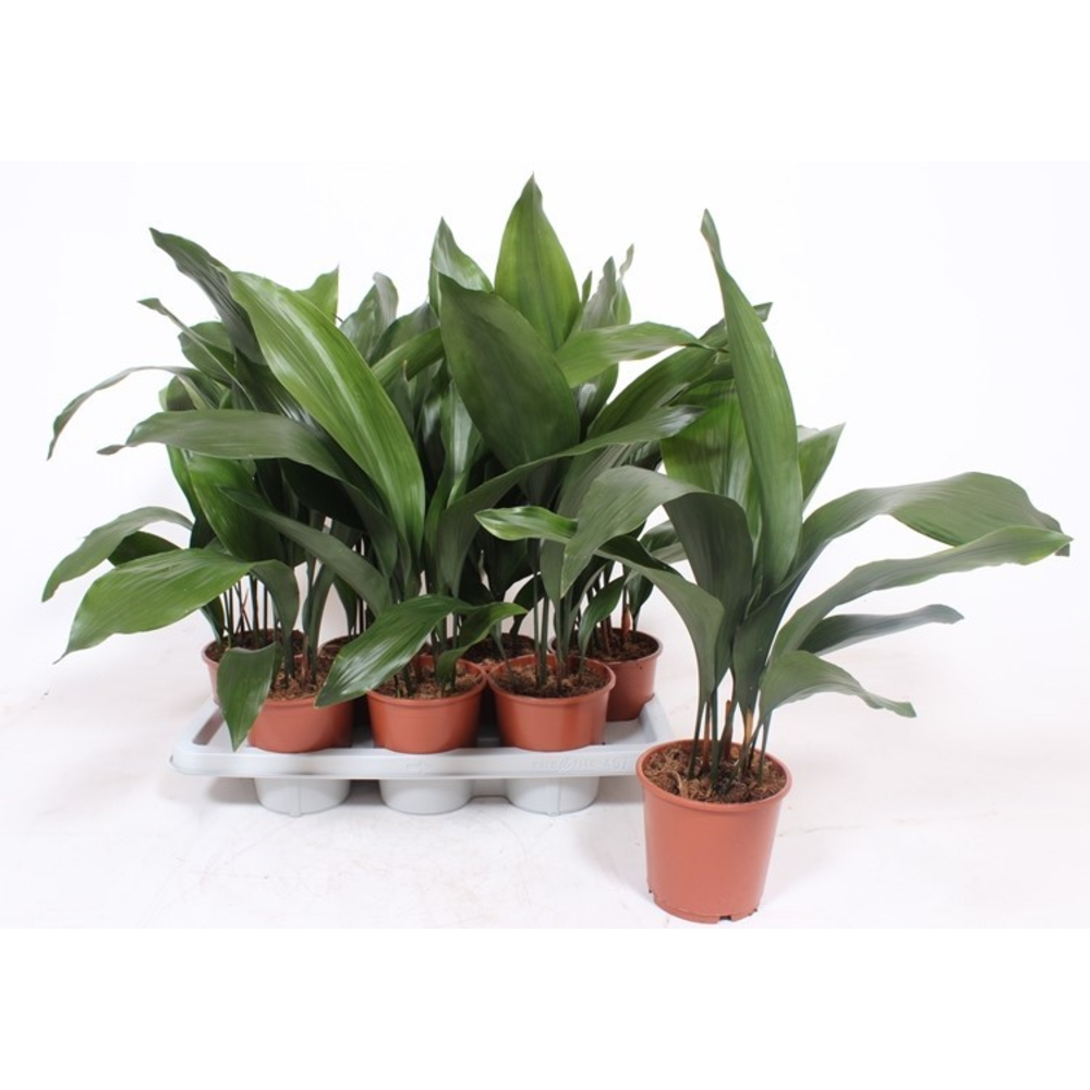 Aspidistra elatior.