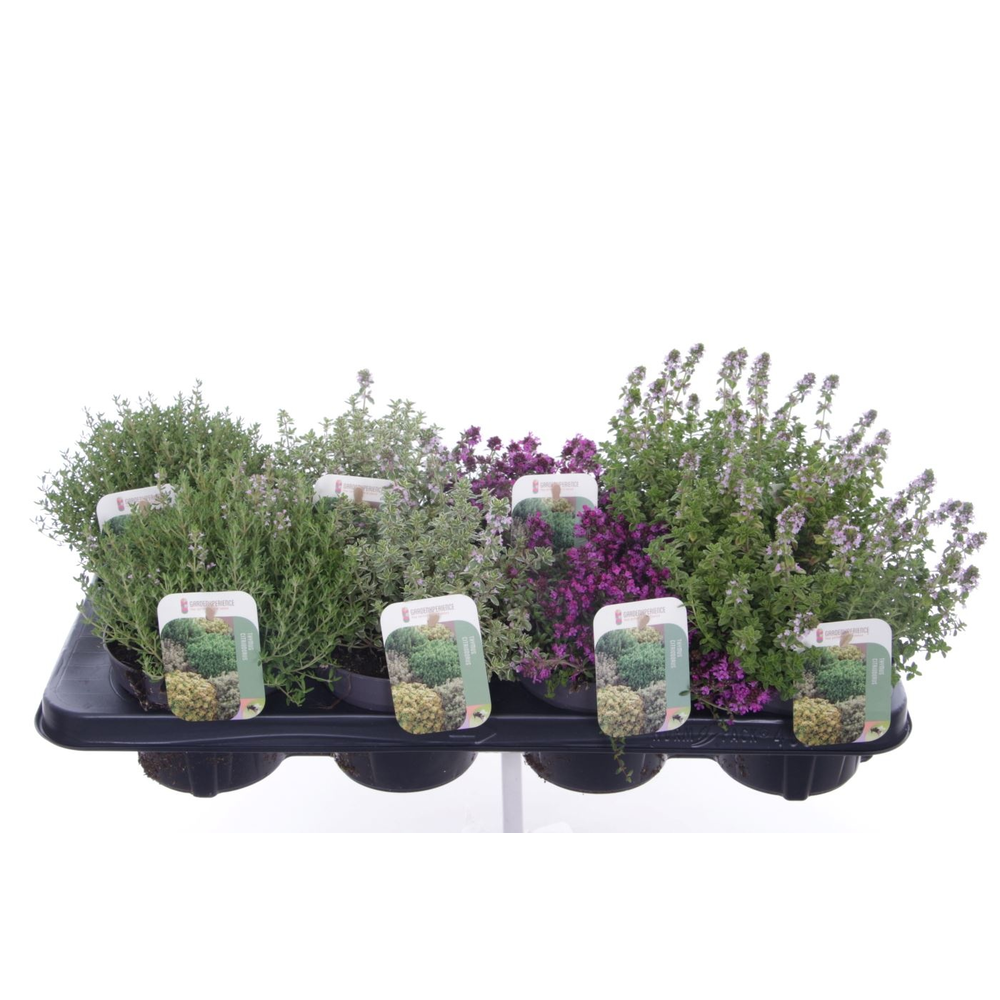 Thymus mix.