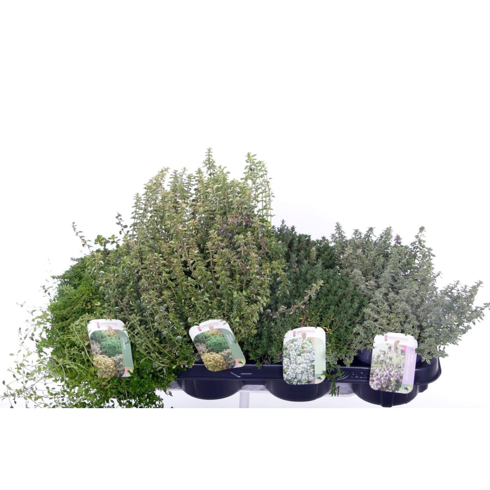 Thymus mix.