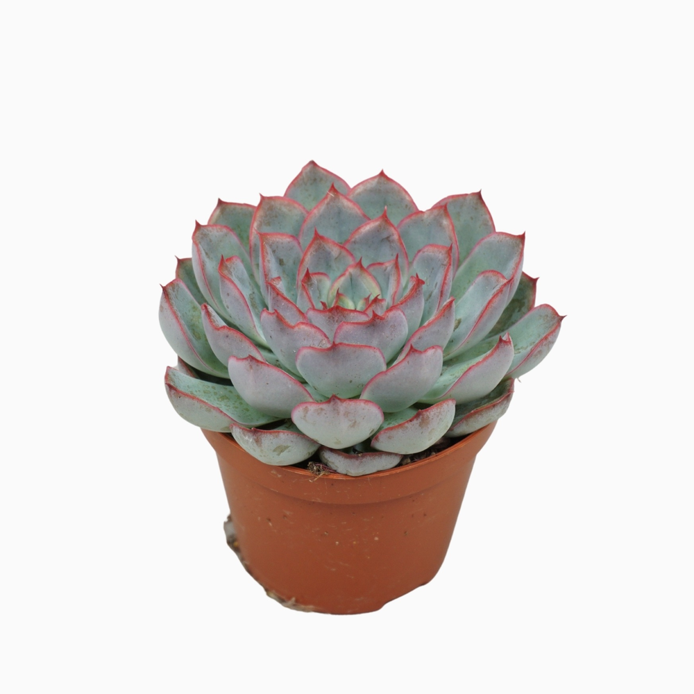 Echeveria hercules 8,5 cm.