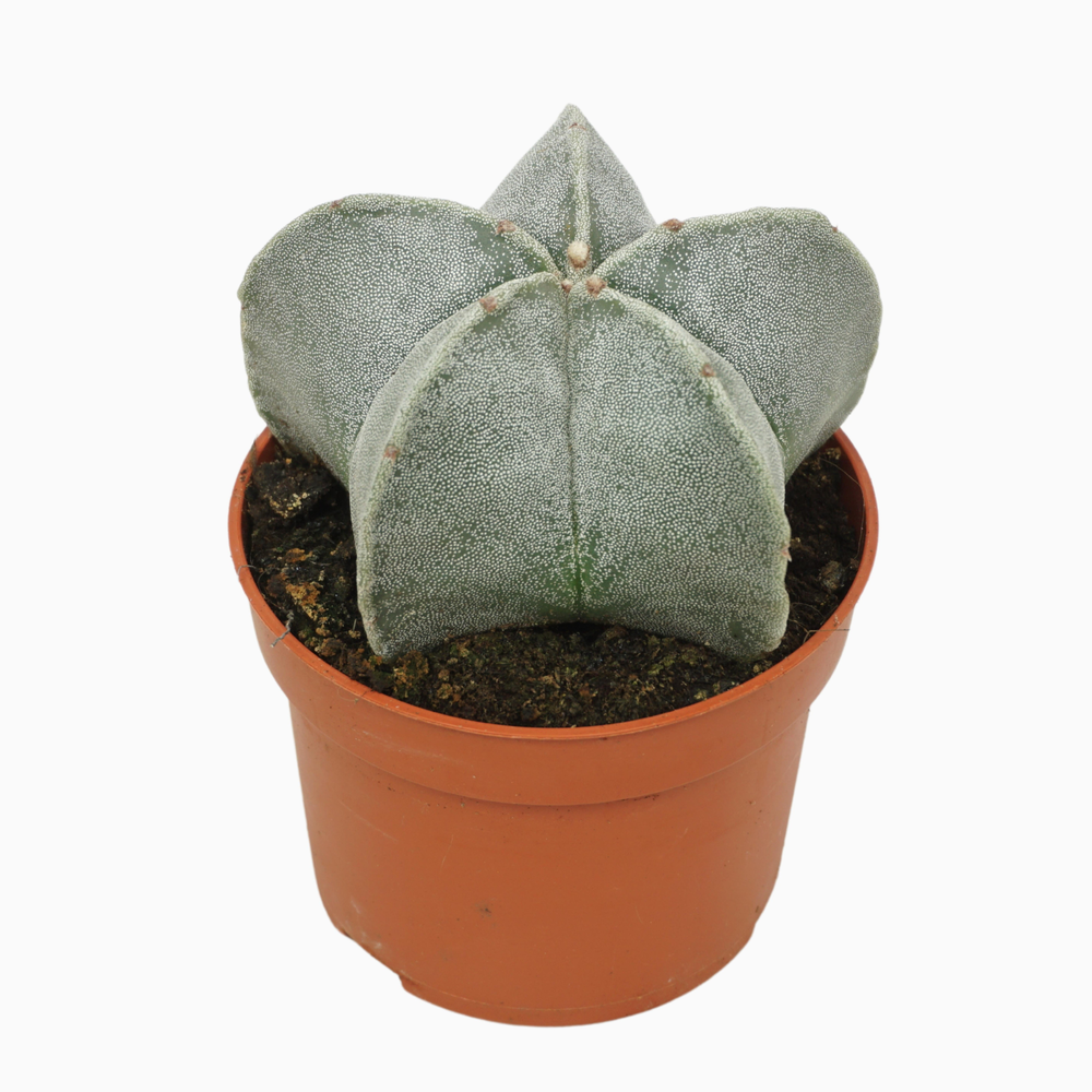 Astrophytum myriostigma 10,5 cm.