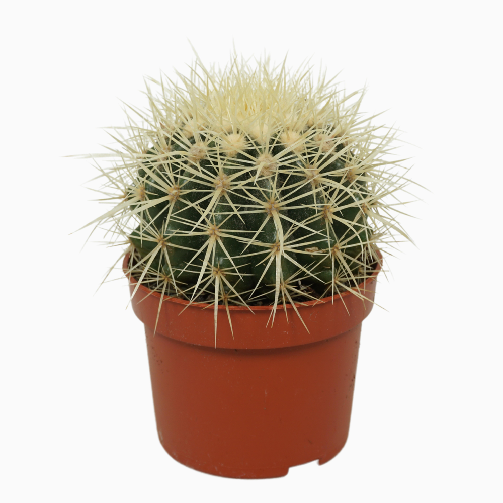 Echinocactus grusonii 10,5 cm.
