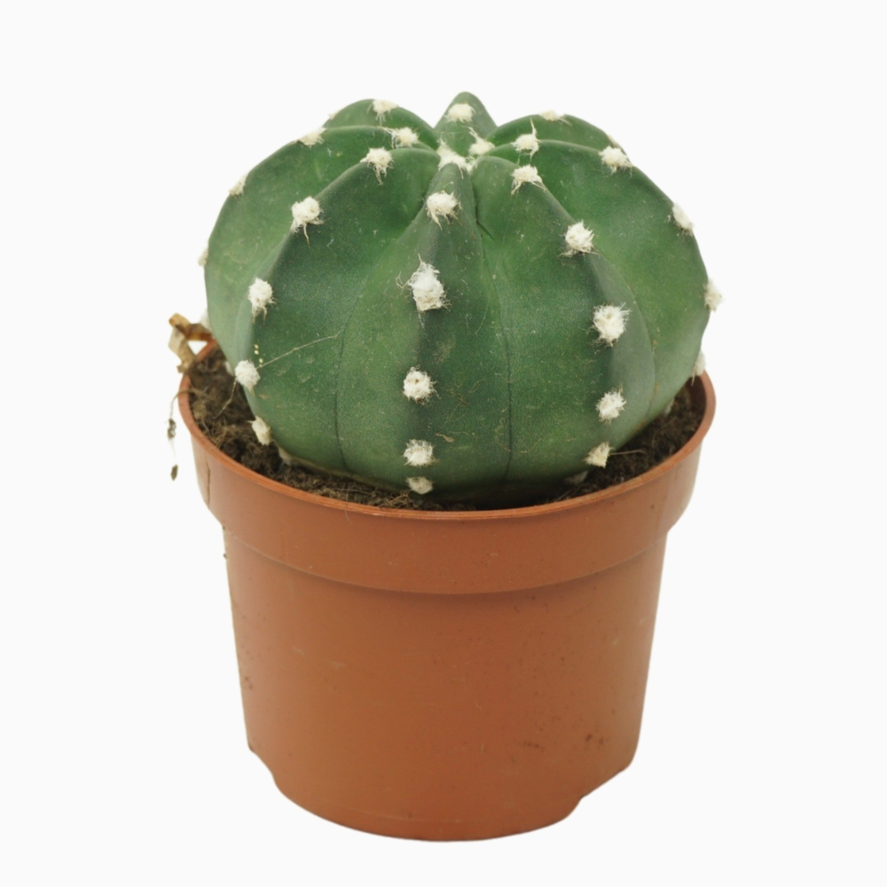 Echinopsis multiplex 10,5 cm.