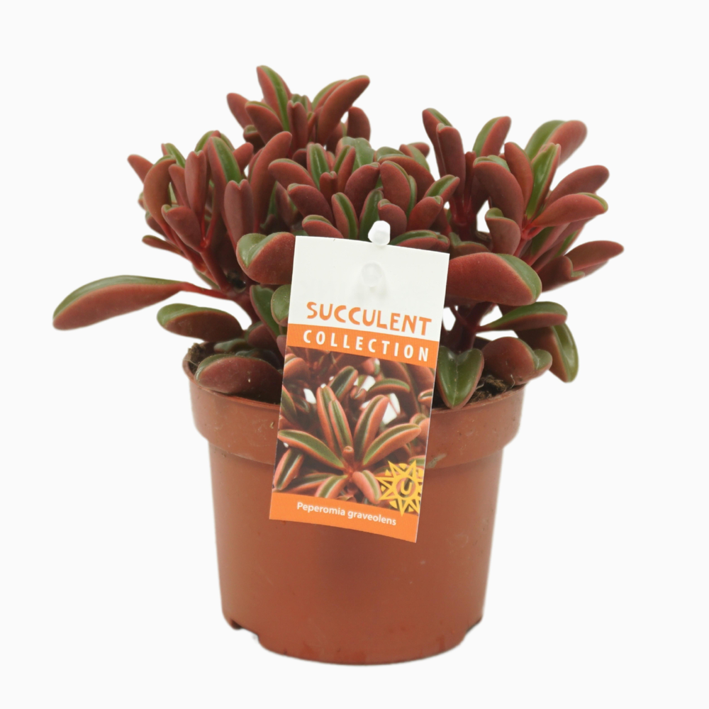 Peperomia graveolens 10,5 cm met etiket.