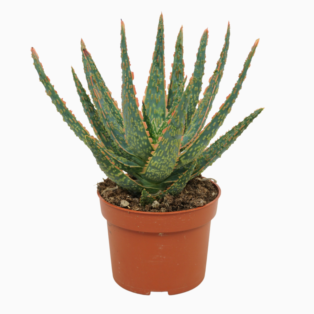Aloë zebrina 'Dannyz' 10,5 cm met etiket.