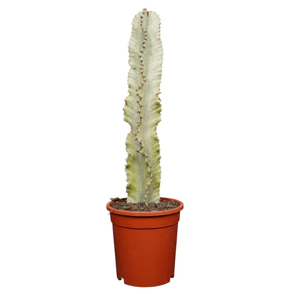 Euphorbia marmorata 17 cm.
