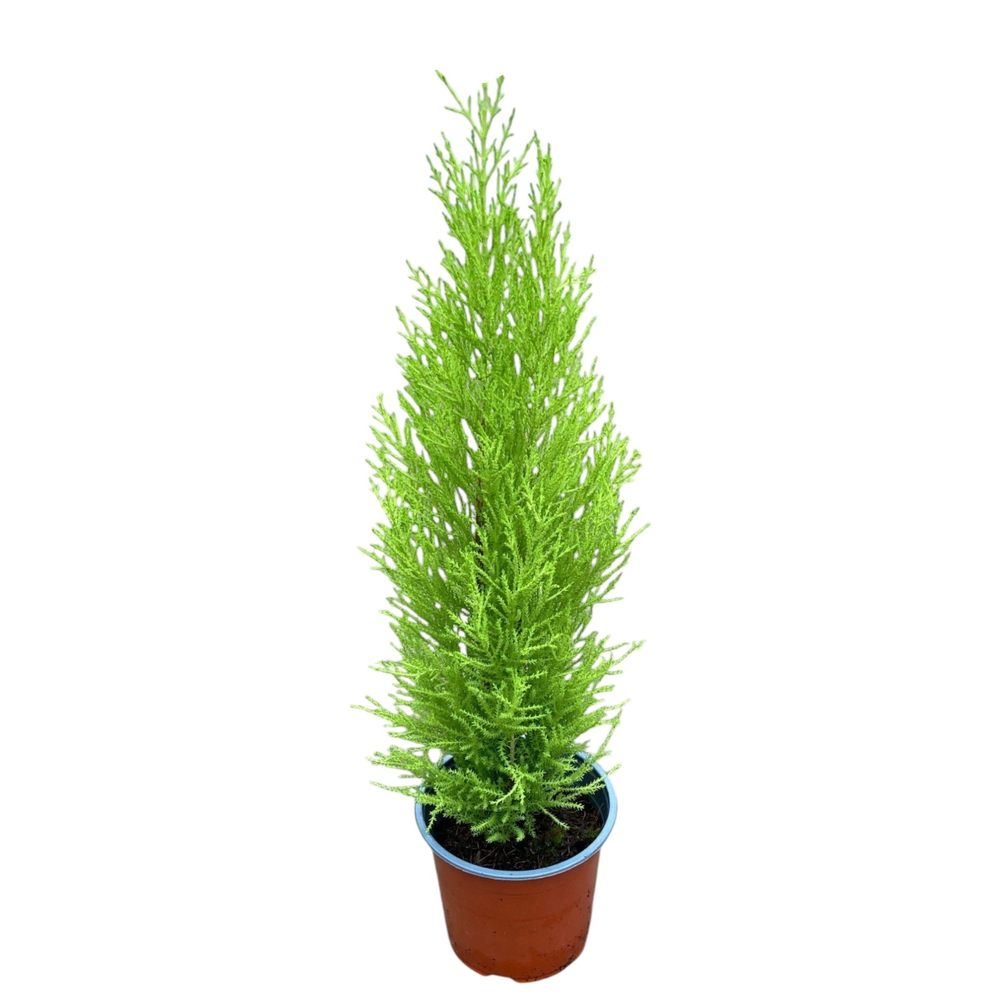 Cupressus Goldcrest Wilma - hoogte 60-65.