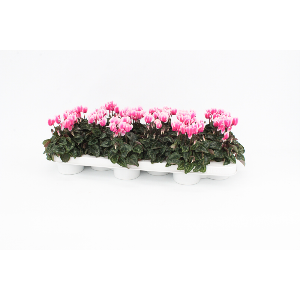 Cyclaam Snowridge Pink.