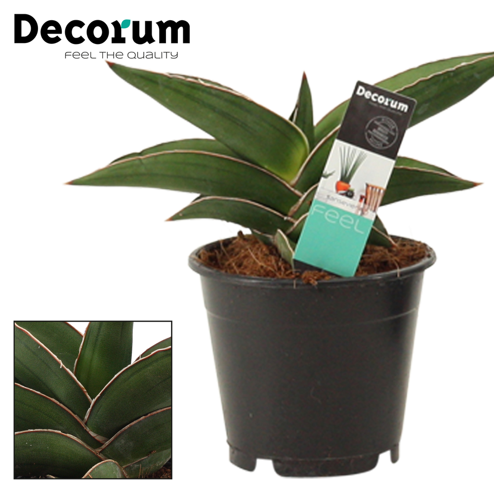 Sansevieria Samurai 12 cm (Decorum).