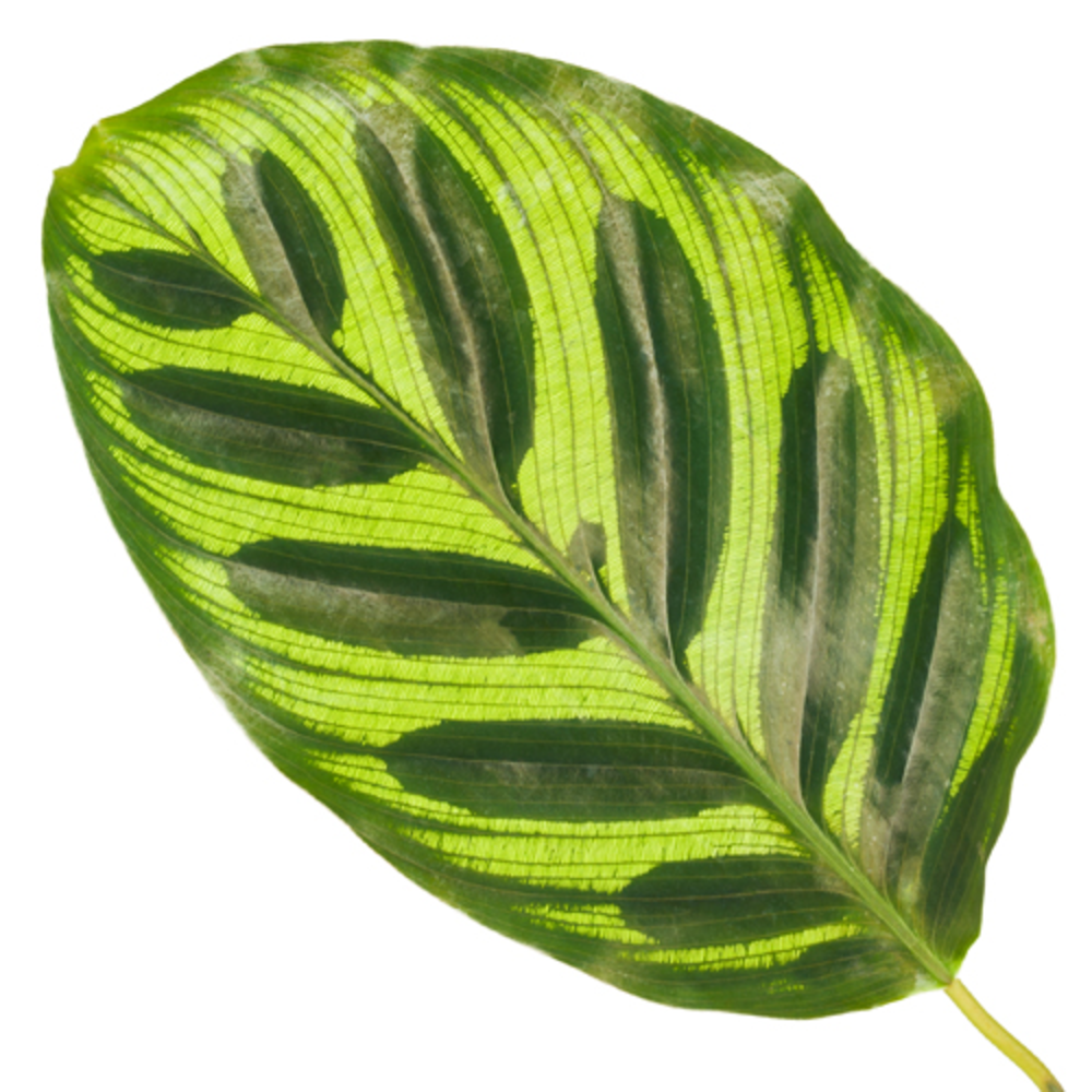 Calathea 14cm Makoyana.