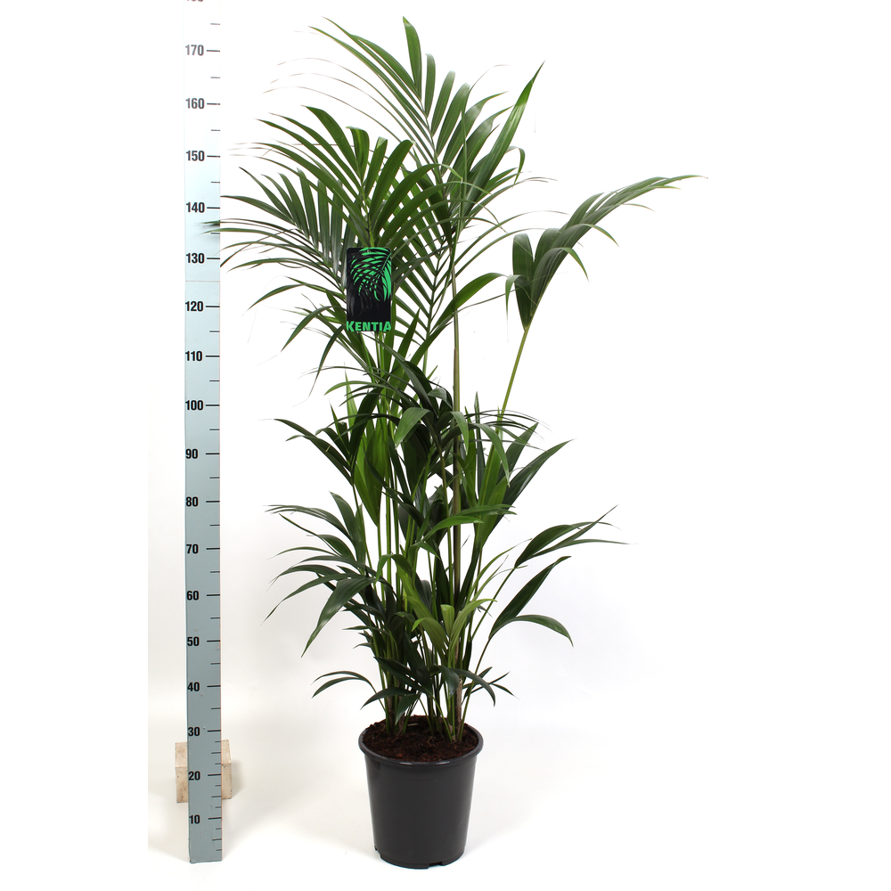 Kentia Howea Forsteriana 27 cm 150 cm hoog.