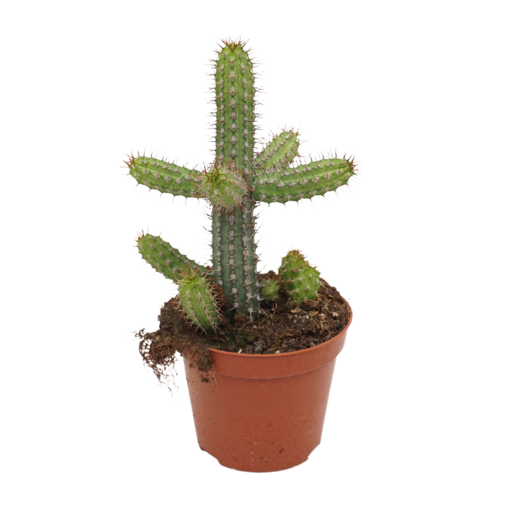 Euphorbia badoensis 8,5 cm.