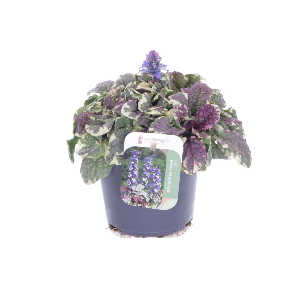 Ajuga reptans Burgundy Glow.