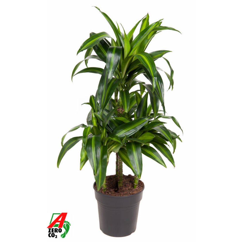 Dracaena Hawaiian 45-carrousel.