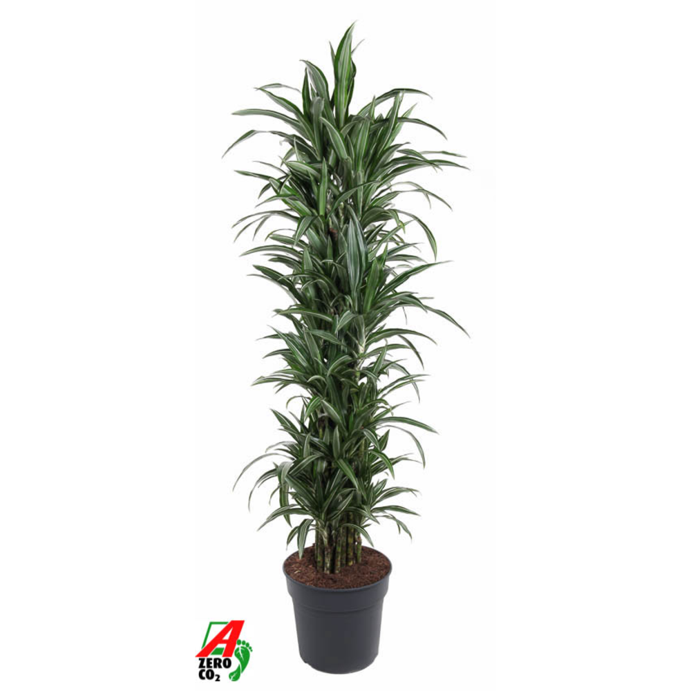 Dracaena Ulises vertakt P34.