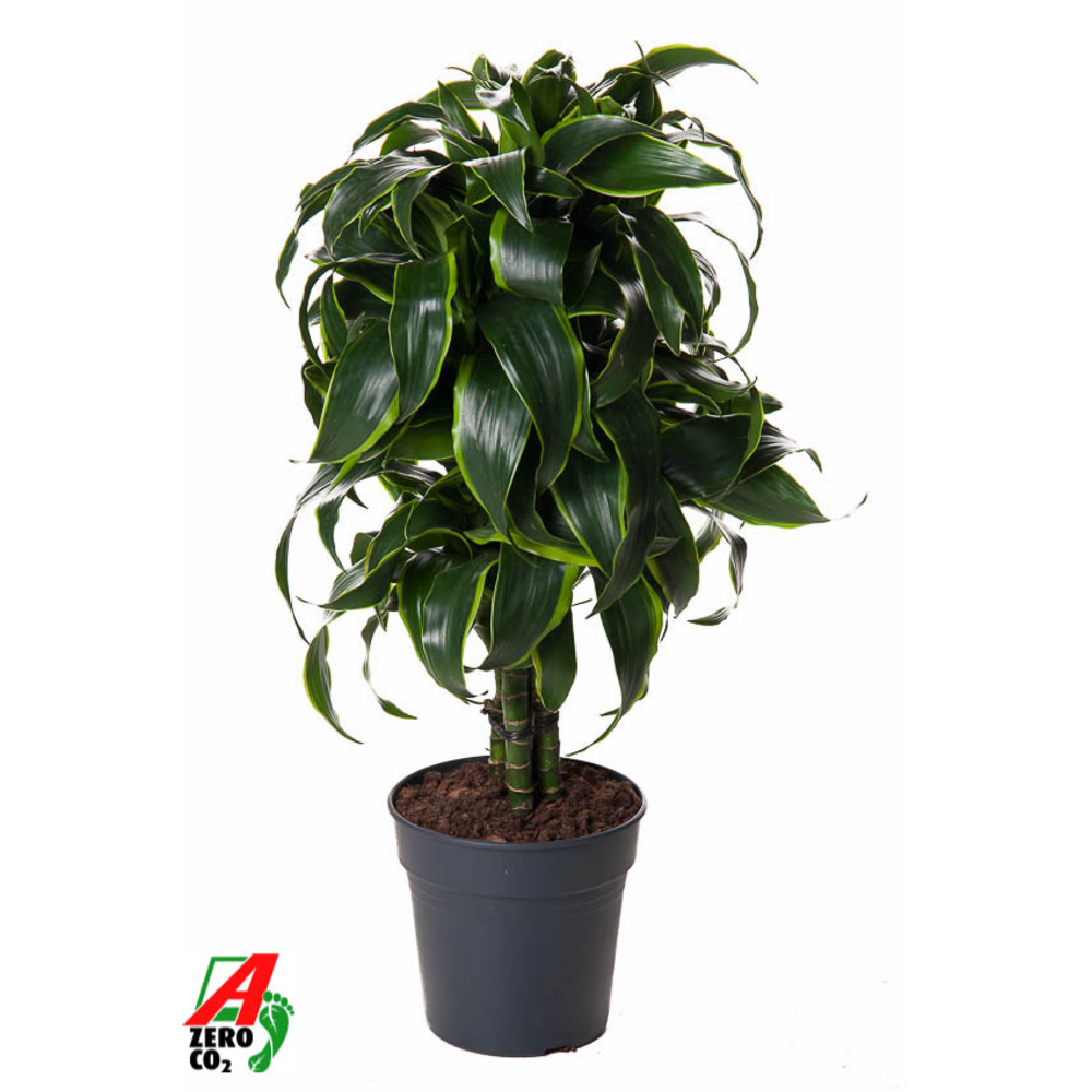 Dracaena Dorado vertakt P21.