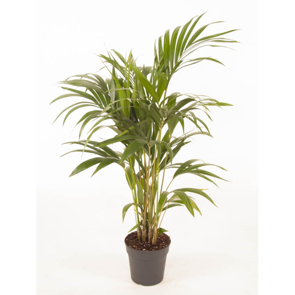 Howea Forsteriana(kentia) P21-120.