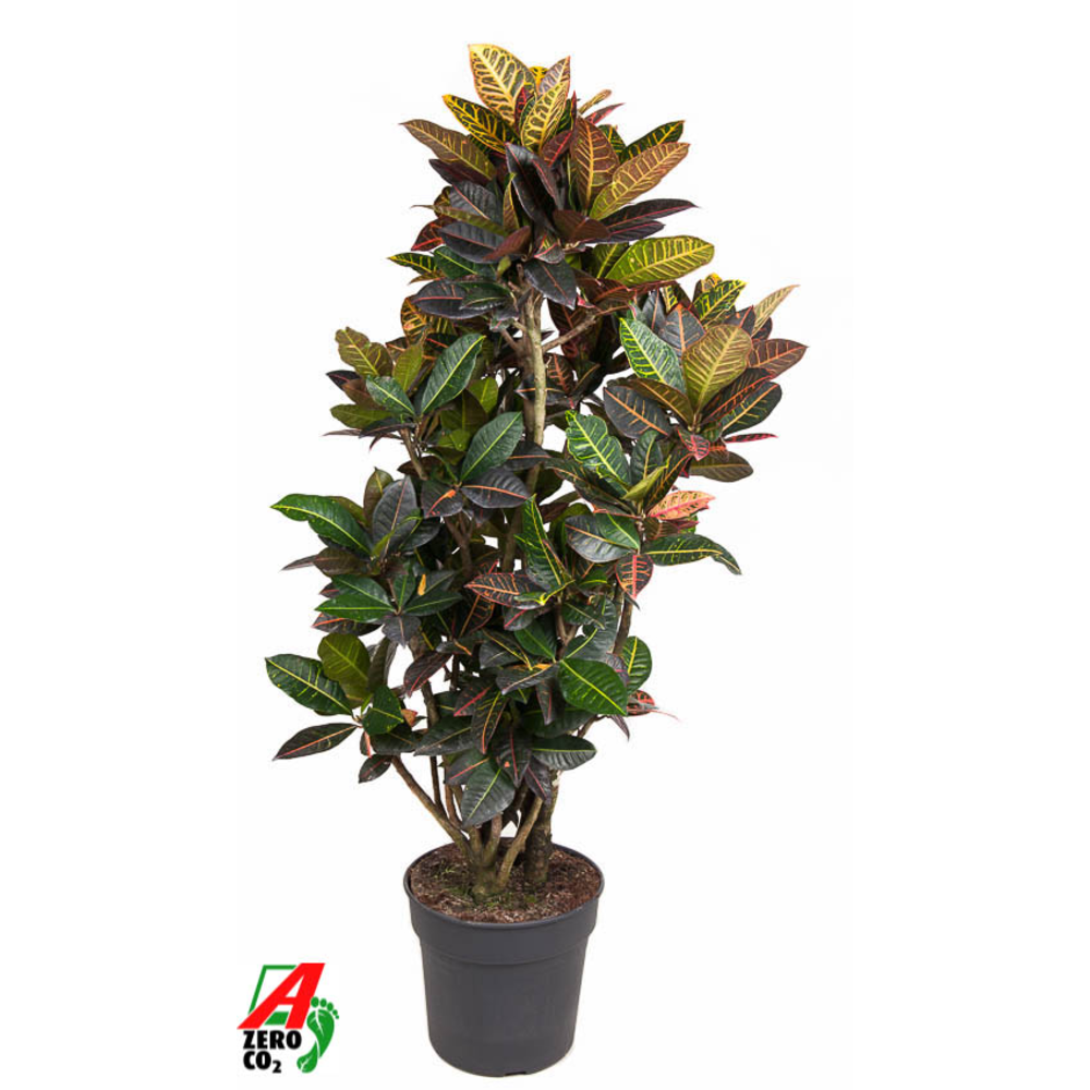 Codiaeum Petra vertakt P34-160.