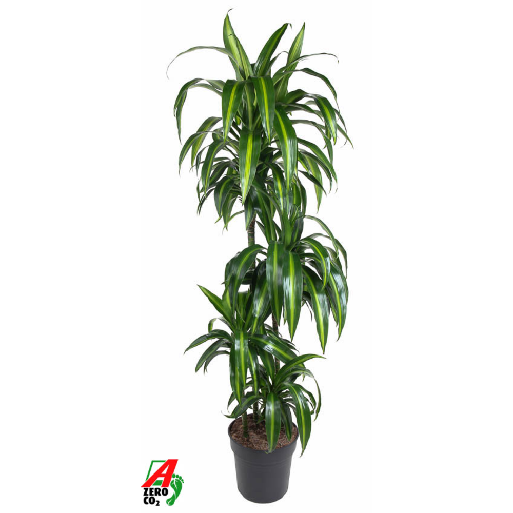 Dracaena Hawaiian 90-60-30-15.