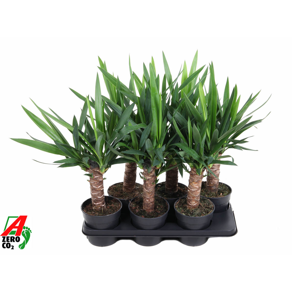 Yucca 30cm stam P15.