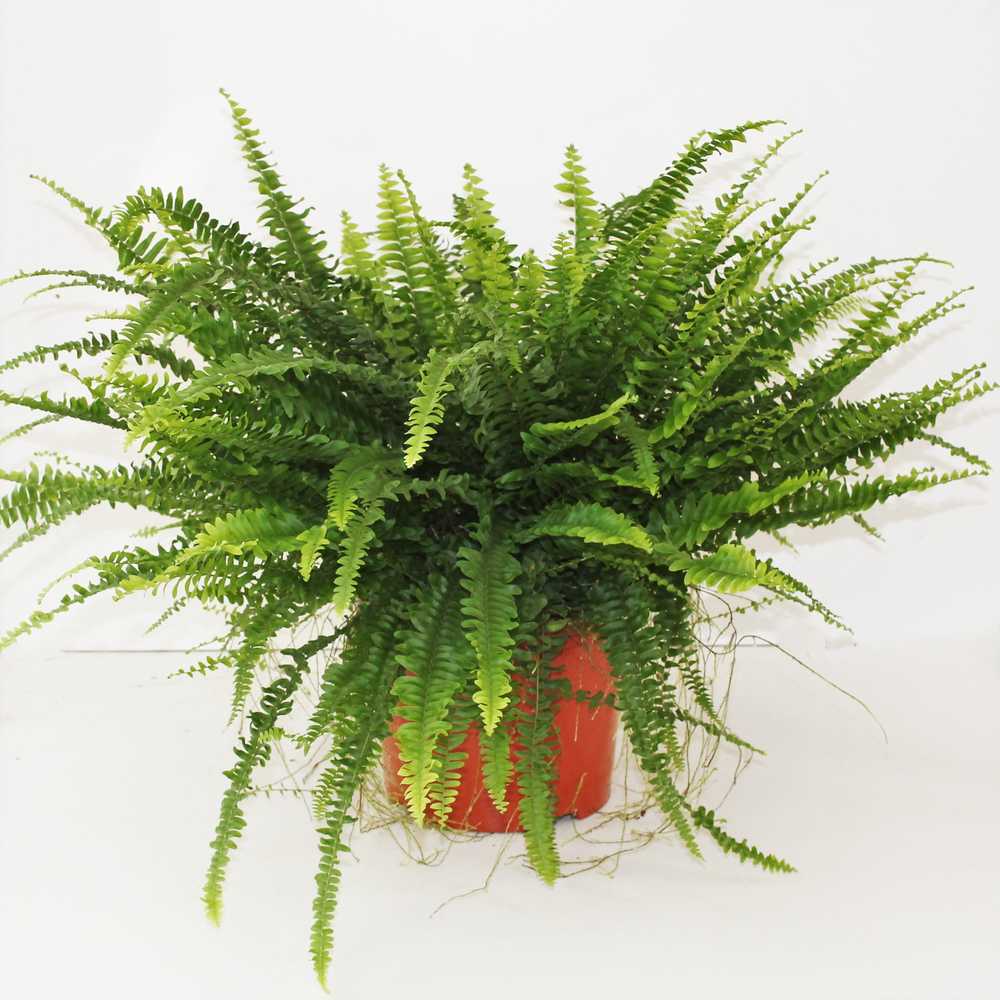 Nephrolepis Green Lady.