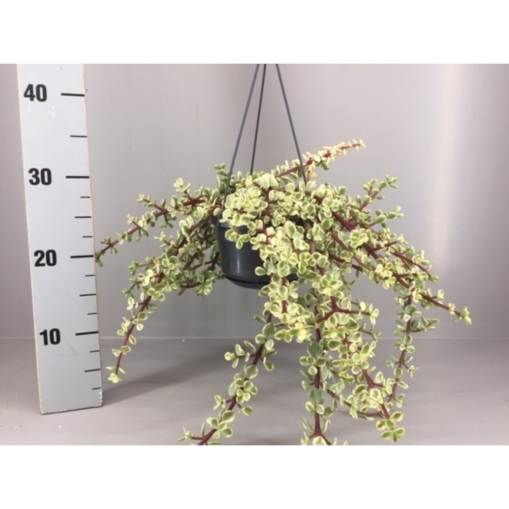 Portulacaria afra variegata.