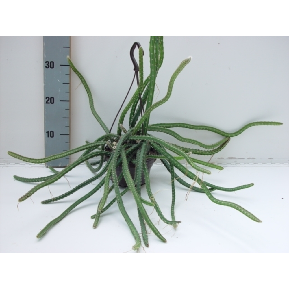 Selenicereus grandiflorus.
