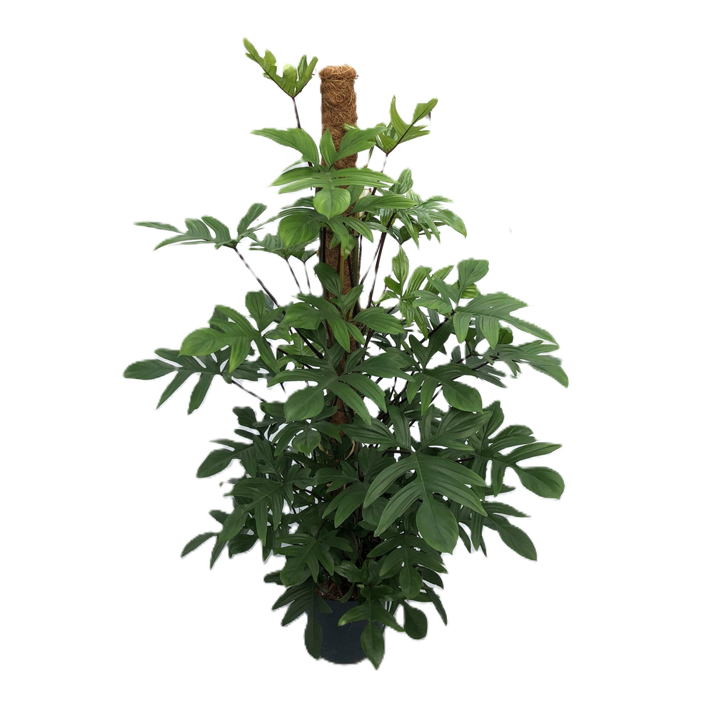 Philodendron pedatum.