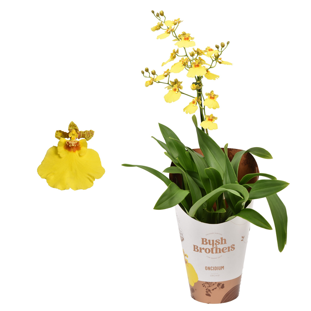 Oncidium 1 tak minder vertakt lang 12 cm.