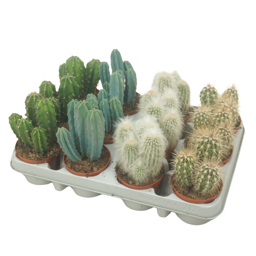 Cereus mix 8,5 cm in 12 gaats tray.