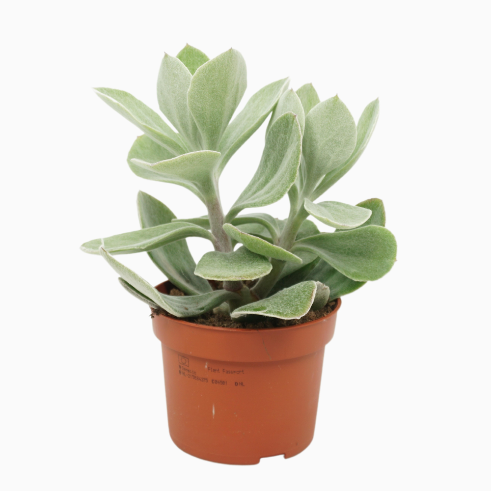 Senecio medley 10,5 cm.