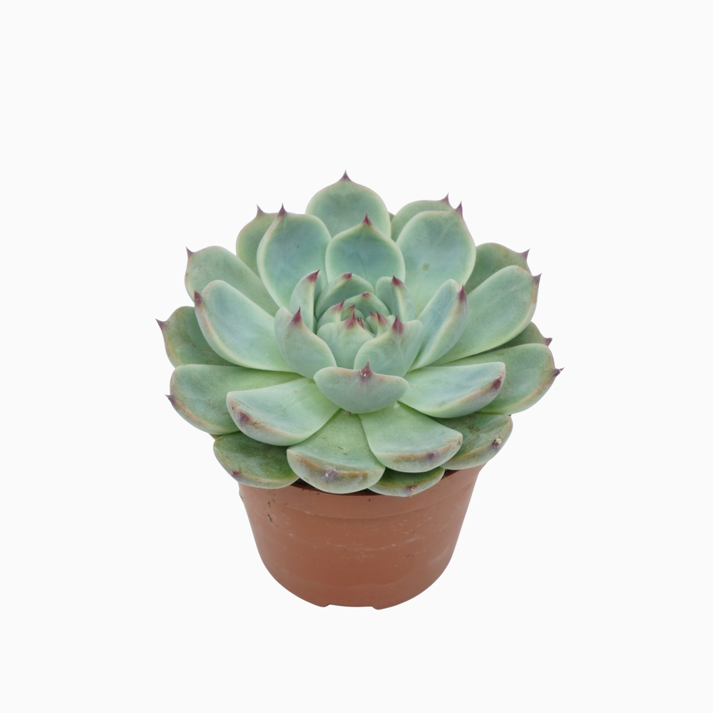 Echeveria parva lindsayana 8,5 cm.