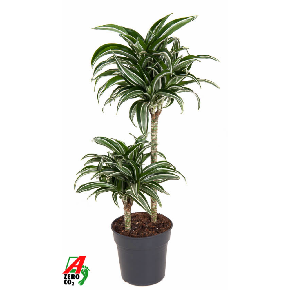Dracaena Jade Jewel 45-15.
