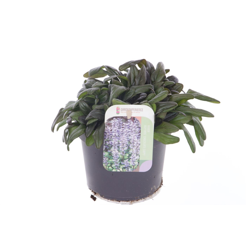 Ajuga reptans Chocolate Chips.