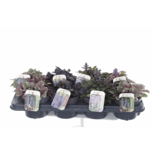 Ajuga reptans mix tray.