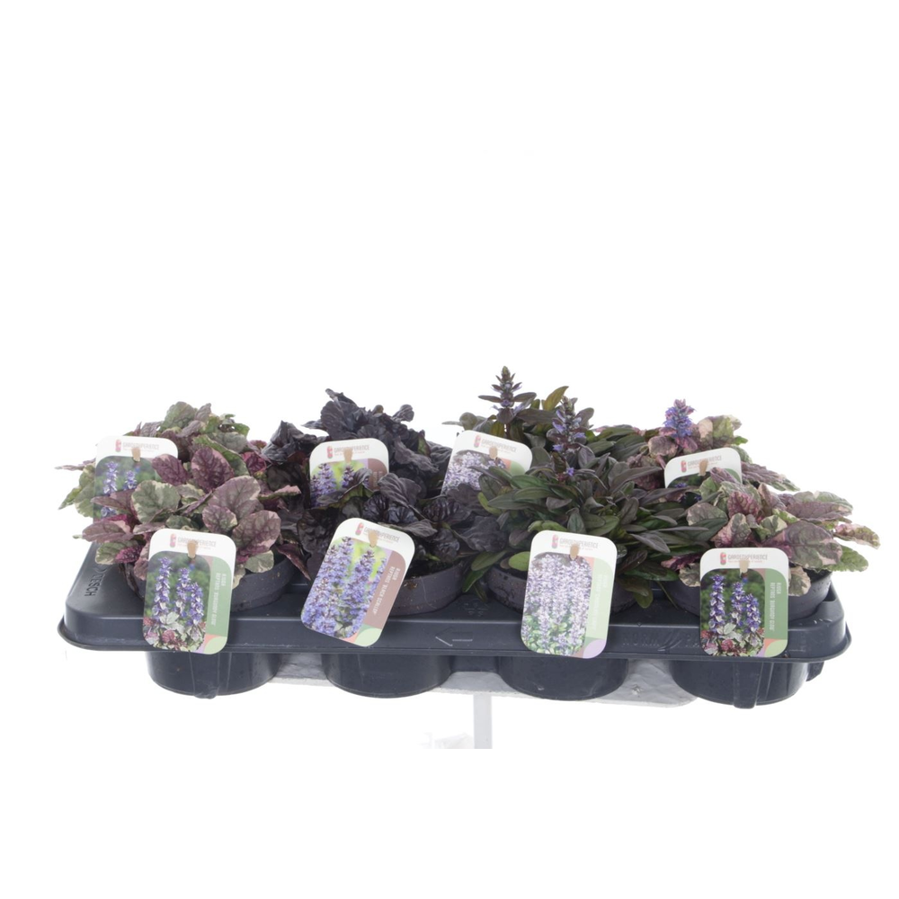 Ajuga reptans mix tray.